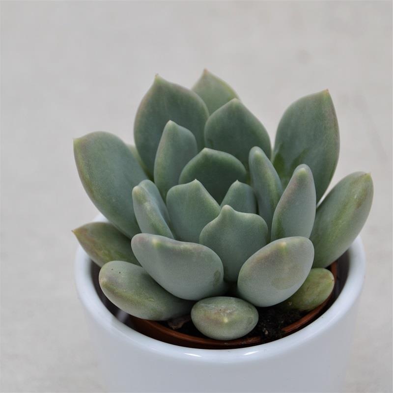 x Pachyveria Corvus – 6cm