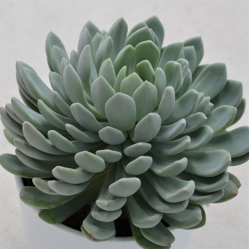 x Pachyveria scheideckeri – 12cm