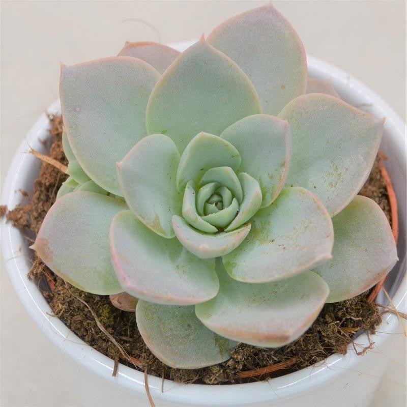 x Sedeveria Blue Lotus – 9cm