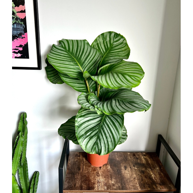 XL 80cm Calathea Orbifolia