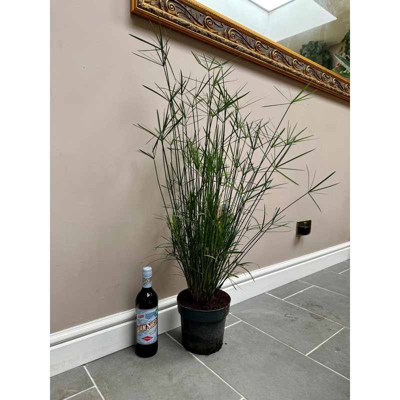 100cm Cyperus Alternifolius (Umbrella Papyrus)