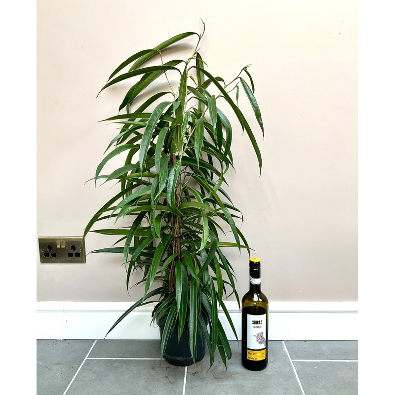 100cm Ficus Ali