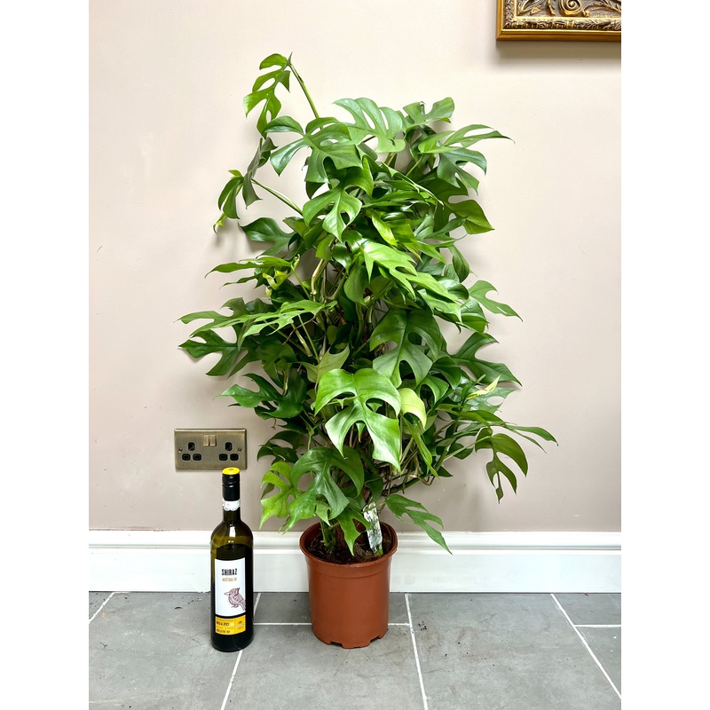 100cm Monstera Picollo