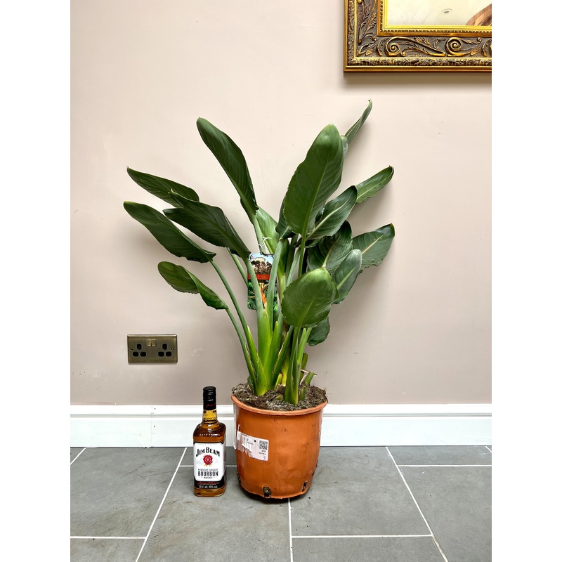 100cm orange flowering Strelitzia Reginae