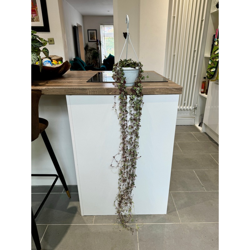 100cm String of Hearts (Ceropegia Woodii)