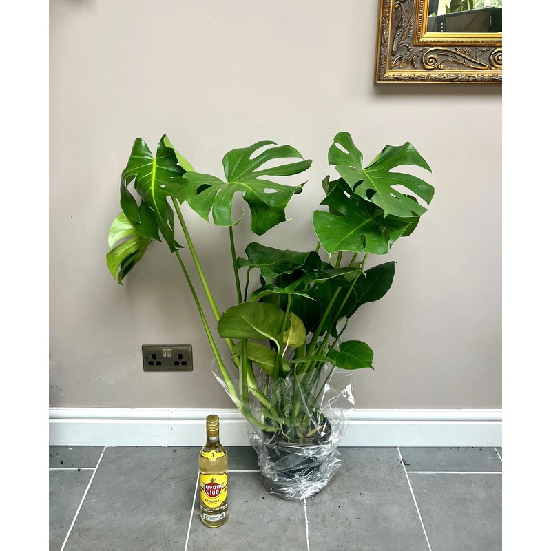 100cm Swiss Cheese Monstera Deliciosa