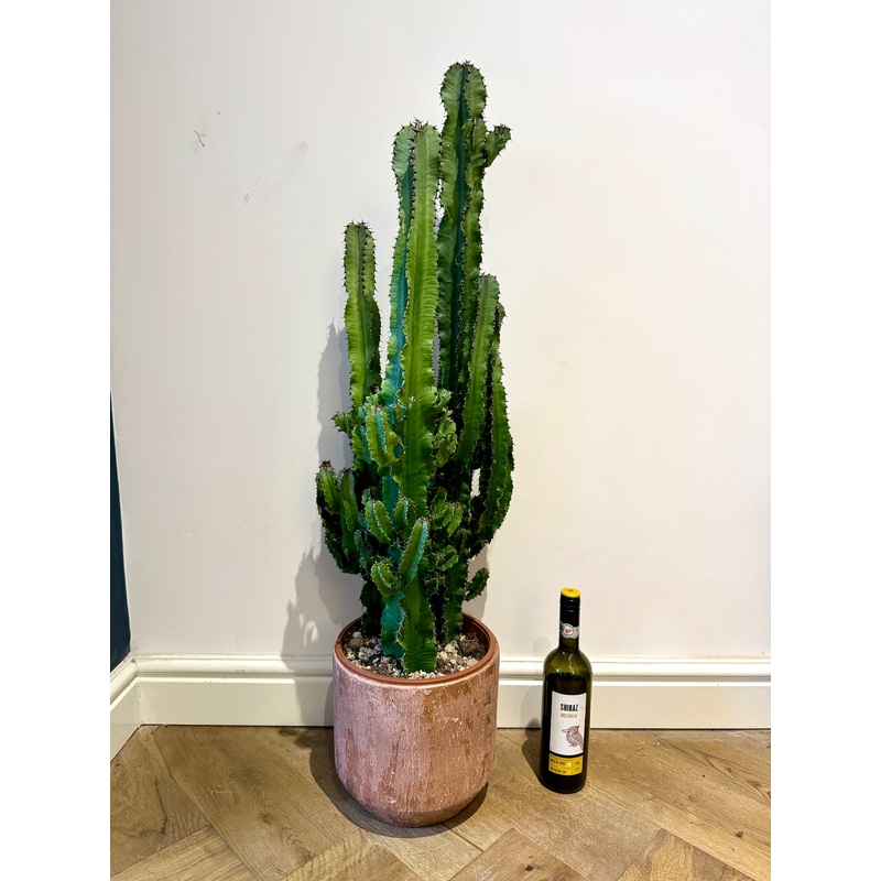 110cm Euphorbia Eritrea Cactus