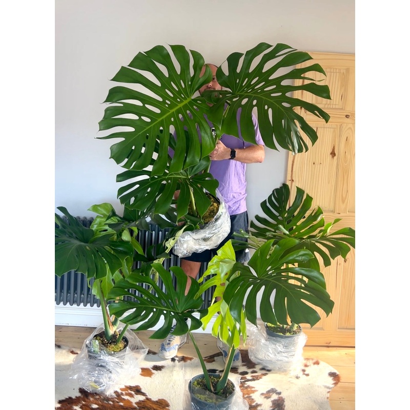 110cm Large Form Monstera Deliciosa (Swiss Cheese Plant)