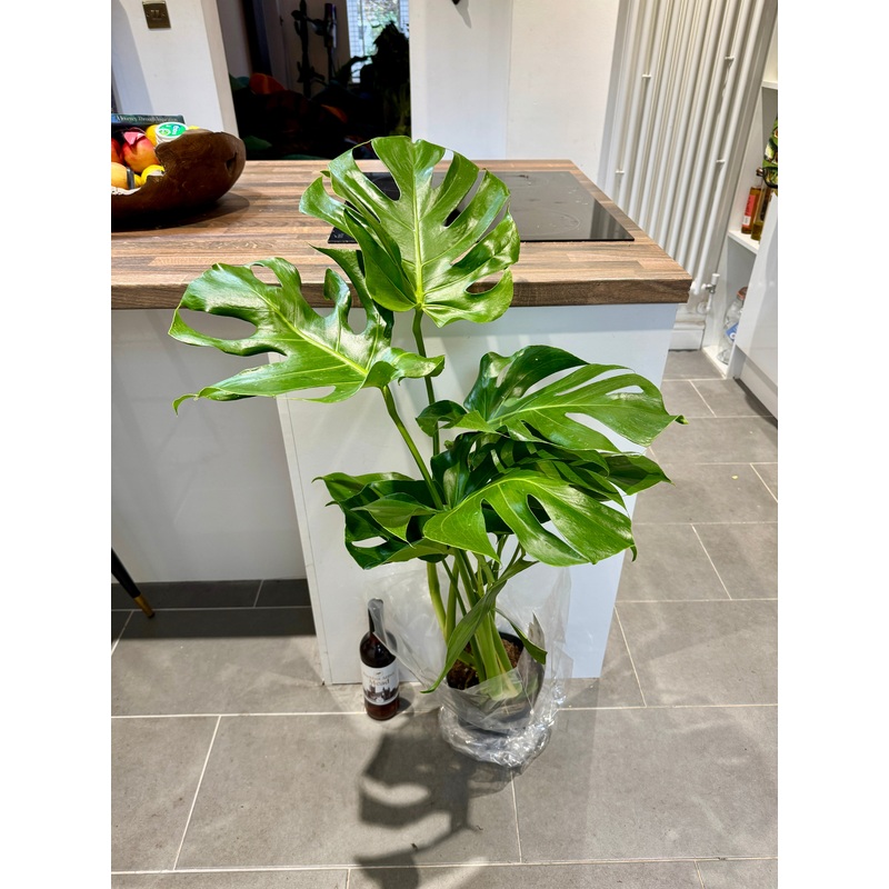 110cm Monstera Deliciosa (Swiss Cheese Plant)