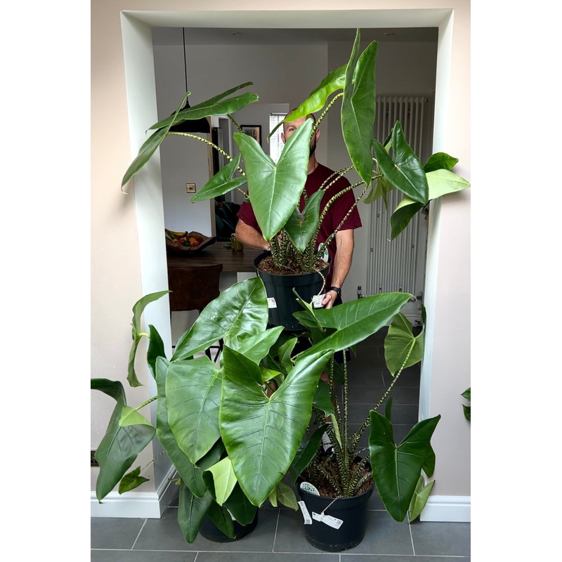 120cm Giant Alocasia Zebrina