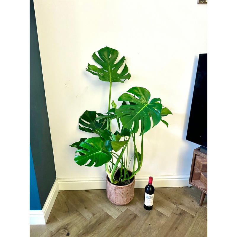 120cm Swiss Cheese Plant (Monstera Deliciosa)