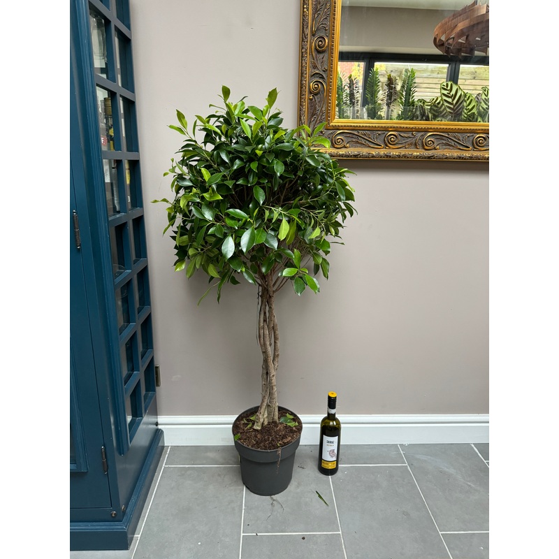 120cm Twisted Stem Ficus