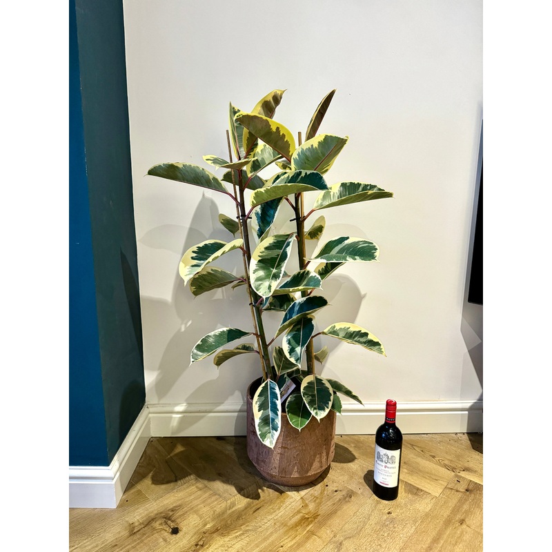 120cm Variegated Rubber Tree (Ficus Elastica)