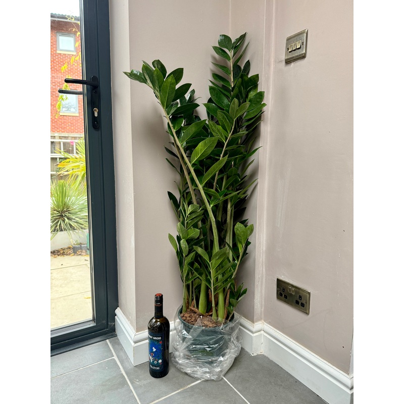 125cm ZZ Plant