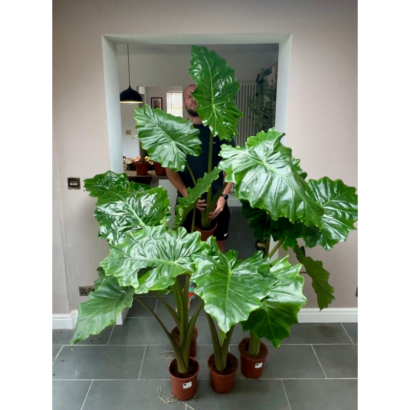 130cm Alocasia portodora