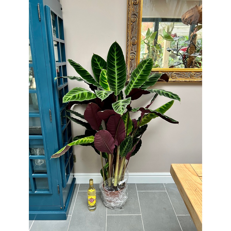 130cm Calathea Warscewiczii
