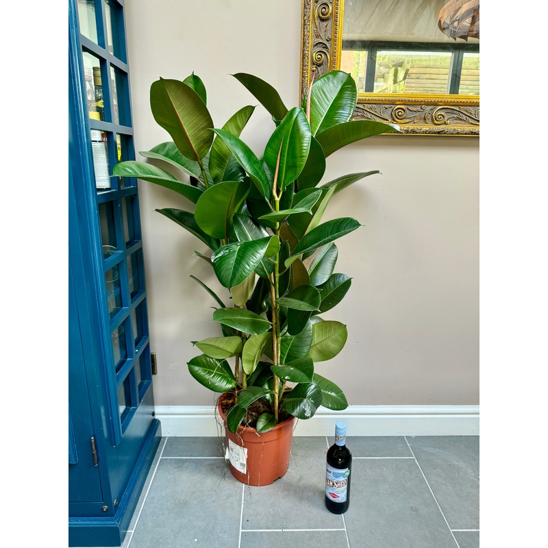 130cm Ficus Elastica (Triple Stemmed Rubber Plant)