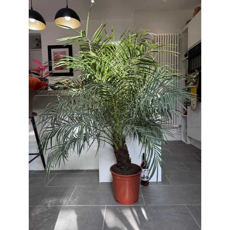 130cm Pygmy Date Palm (Phoenix Roebelenii)