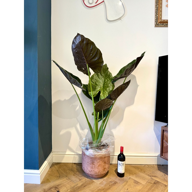 140cm Alocasia Wentii
