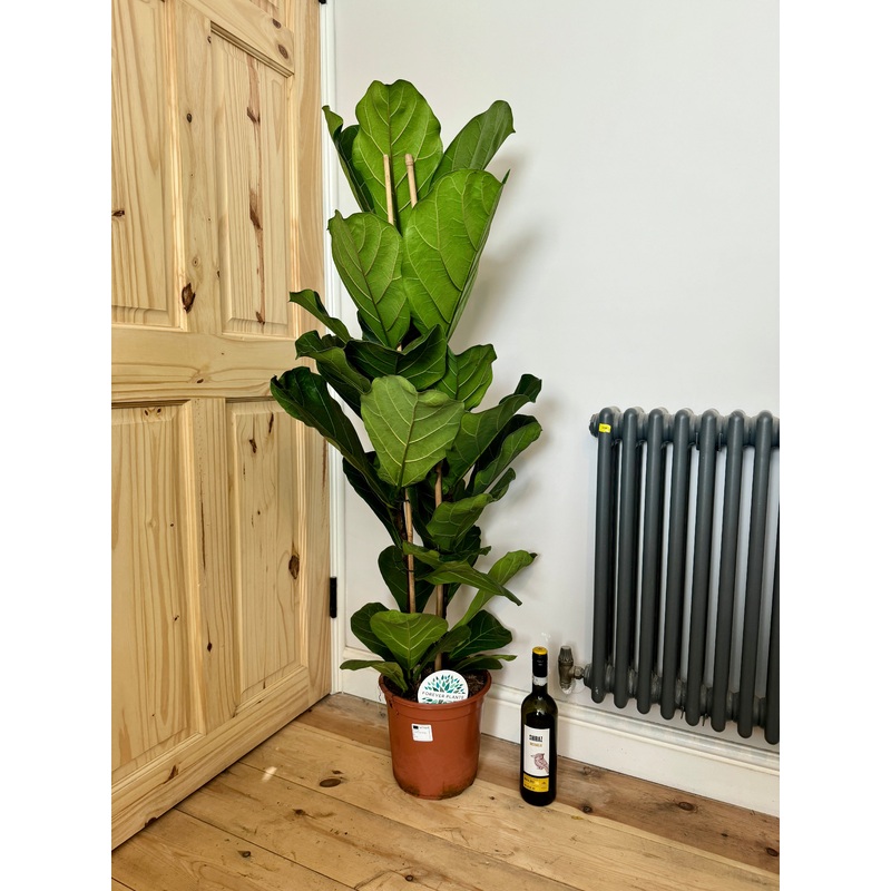 140cm Double Stemmed Ficus Lyrata (Fiddle Leaf Fig)