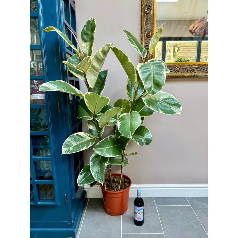 140cm Ficus Elastica Tinke (Triple Stemmed Rubber Plant)