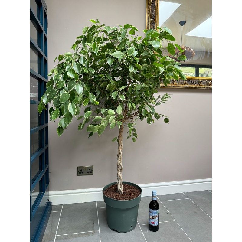 140cm Ficus Golden King Twisted Stem