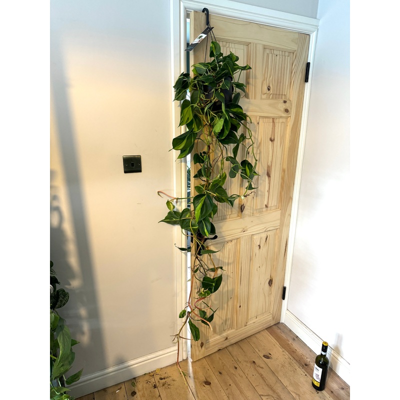 140cm Hanging Philodendron Scandens Brasil