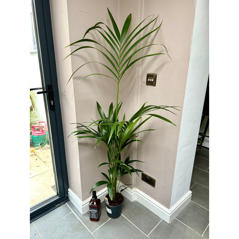 140cm Kentia Palm
