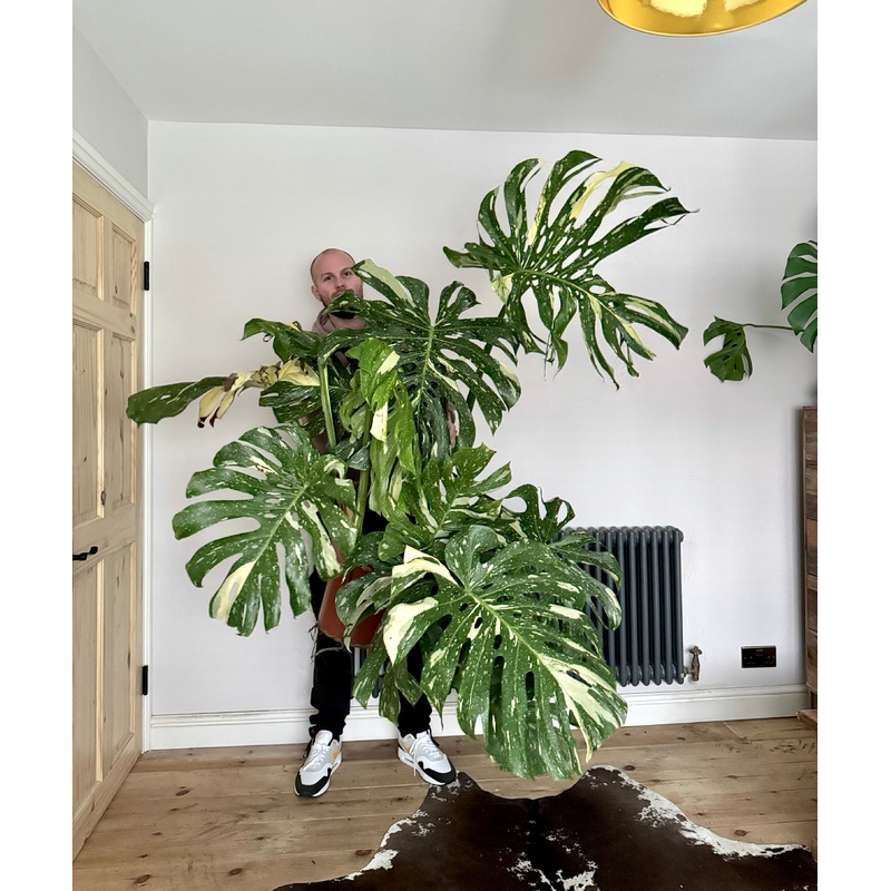 140cm Monstera Thai Constellation