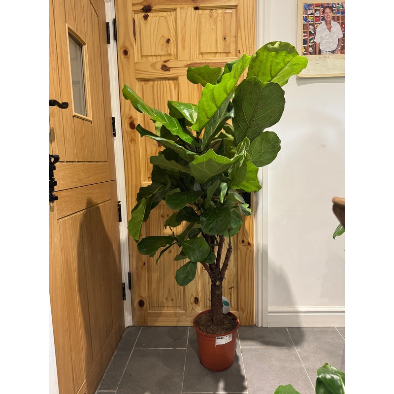 150cm Branched Trunk Ficus Lyrata (Fiddle leaf fig)