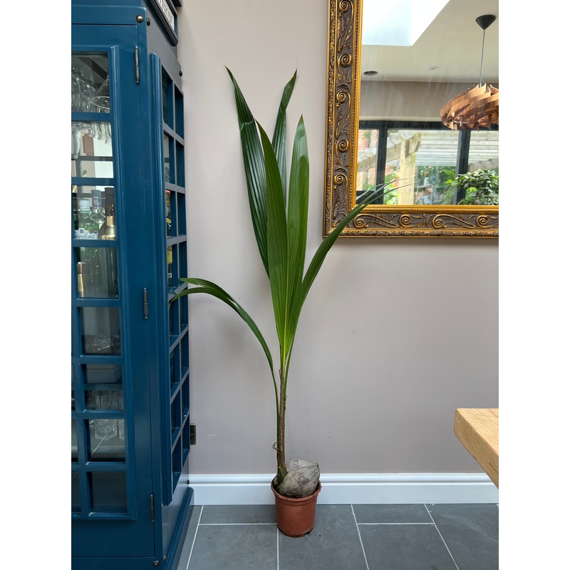 150cm Coconut Palm