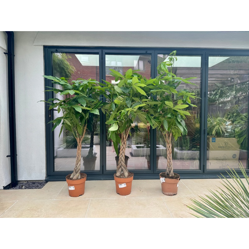 160cm Pachira Aquatica (Money Tree)