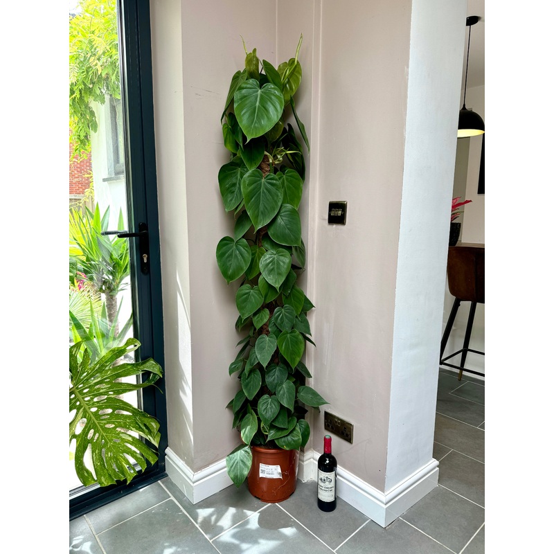 160cm Philodendron Scandens