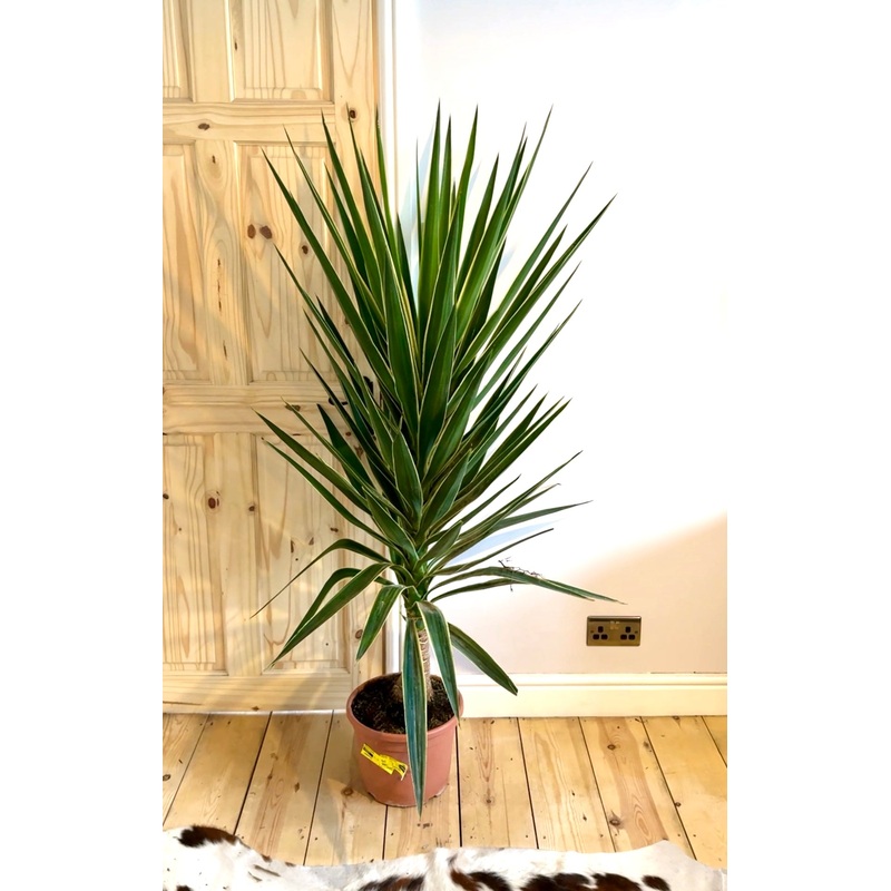 160cm Yucca Puck