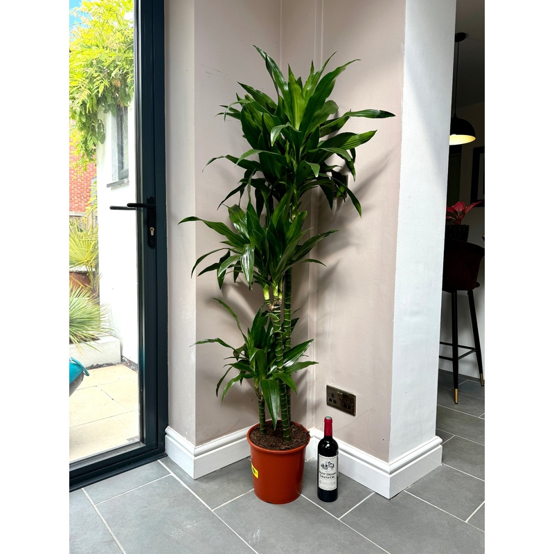 165cm Dracaena Janet Craig