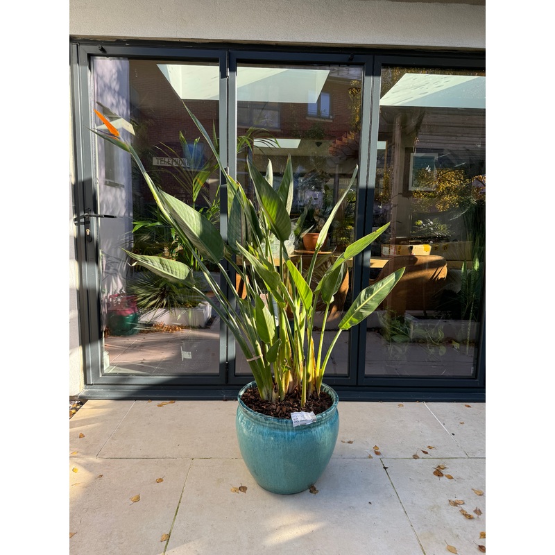 170cm Flowering Strelitzia Reginae (Bird of Paradise) in ceramic pot