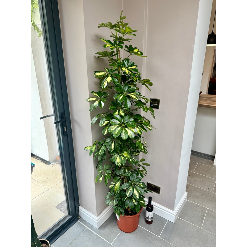 170cm Golden Umbrella Plant (Shefflera Gold Capella)