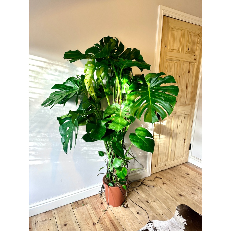170cm Monstera Deliciosa (Swiss Cheese Plant)