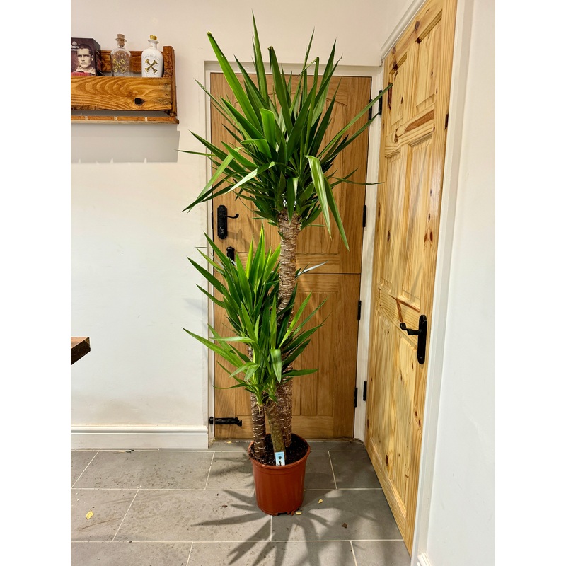 170cm Triple Stemmed Yucca
