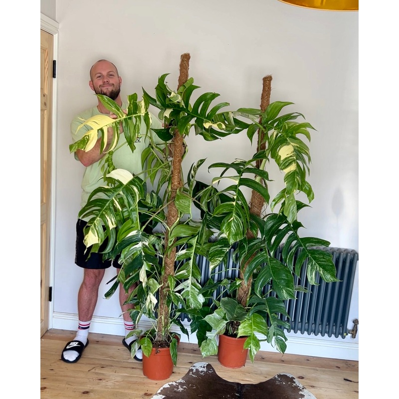 170cm Variegated Epipremnum Pinnatum