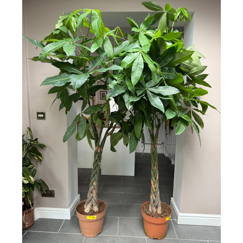 200cm Pachira Aquatica (Money Tree)