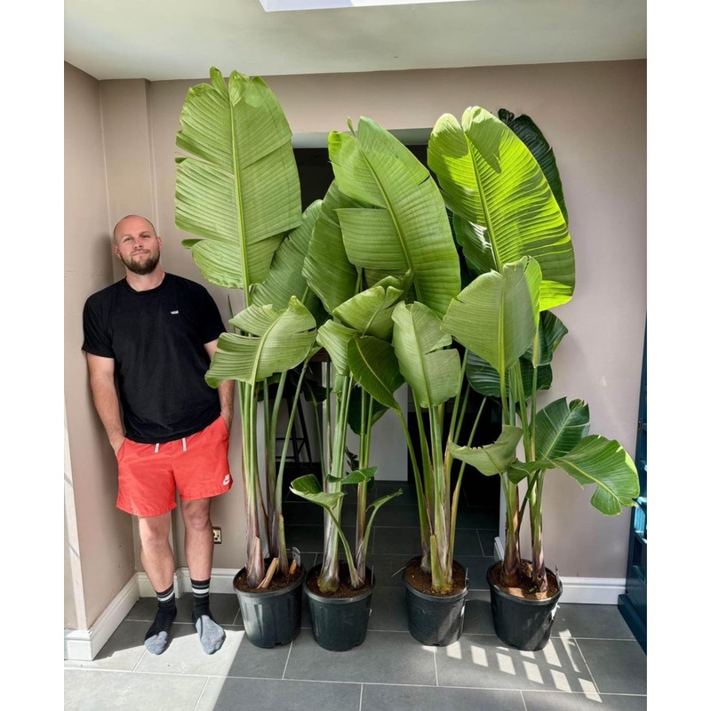 210cm Strelitzia Nicolai (Bird of Paradise)