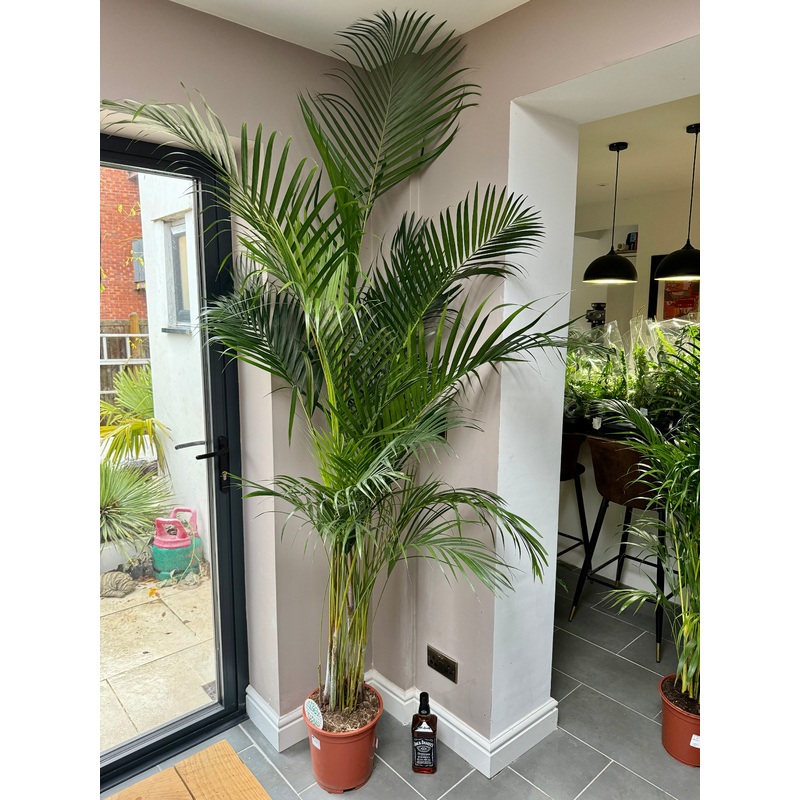 220cm Dypsis Lutescens (Areca Palm)