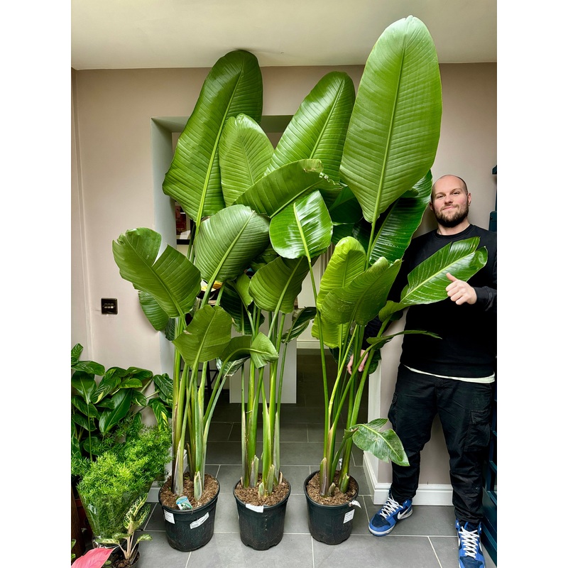 220cm Strelitzia Nicolai (Bird of Paradise)