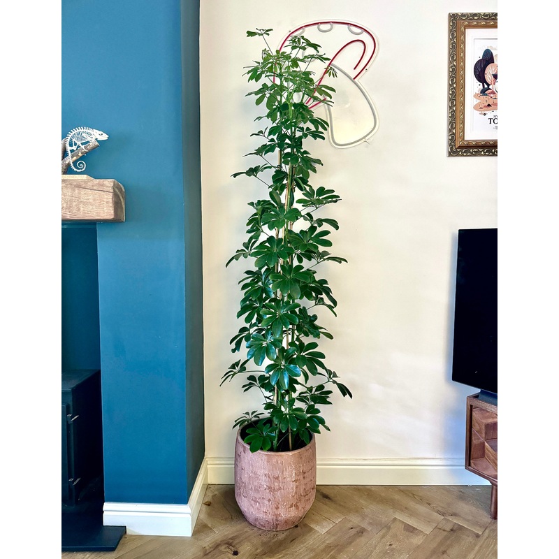 220cm Umbrella Plant (Schefflera compacta)
