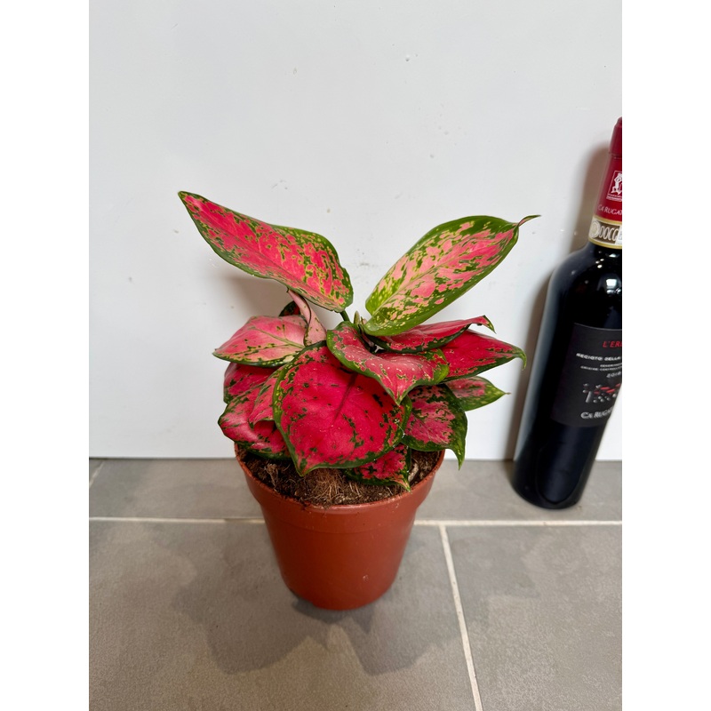 25cm Aglaonema Pink