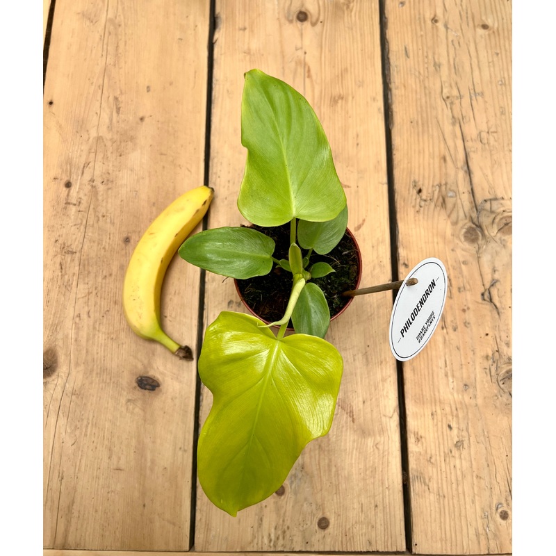 25cm Philodendron Golden Violin