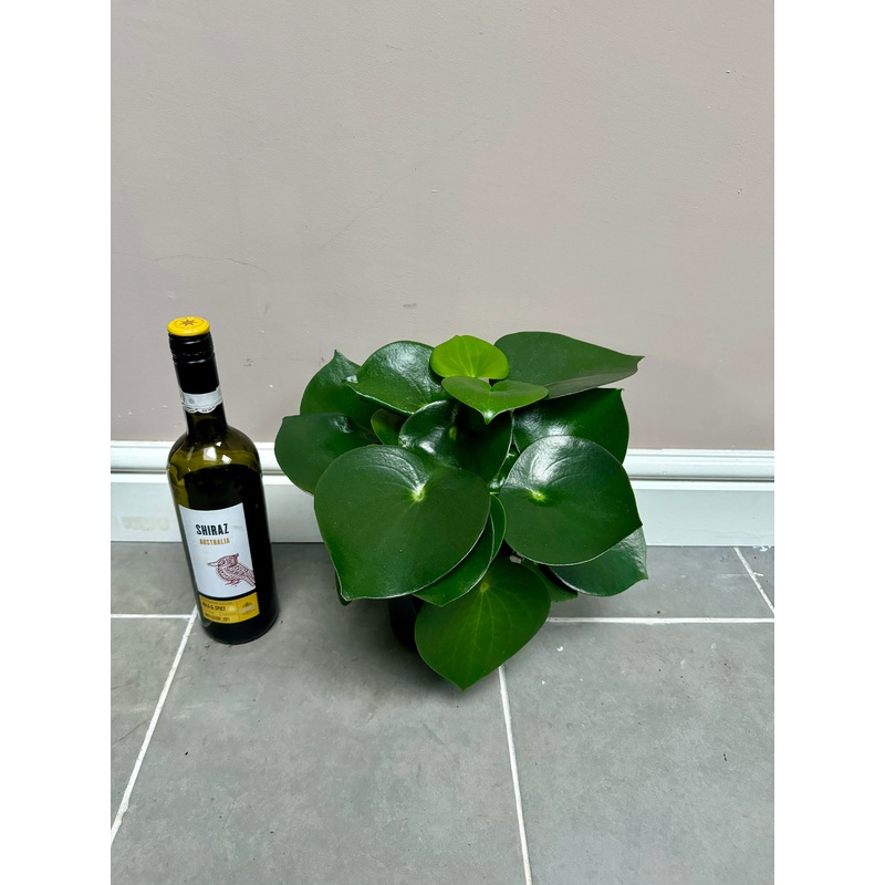 30cm Peperomia Raindrop