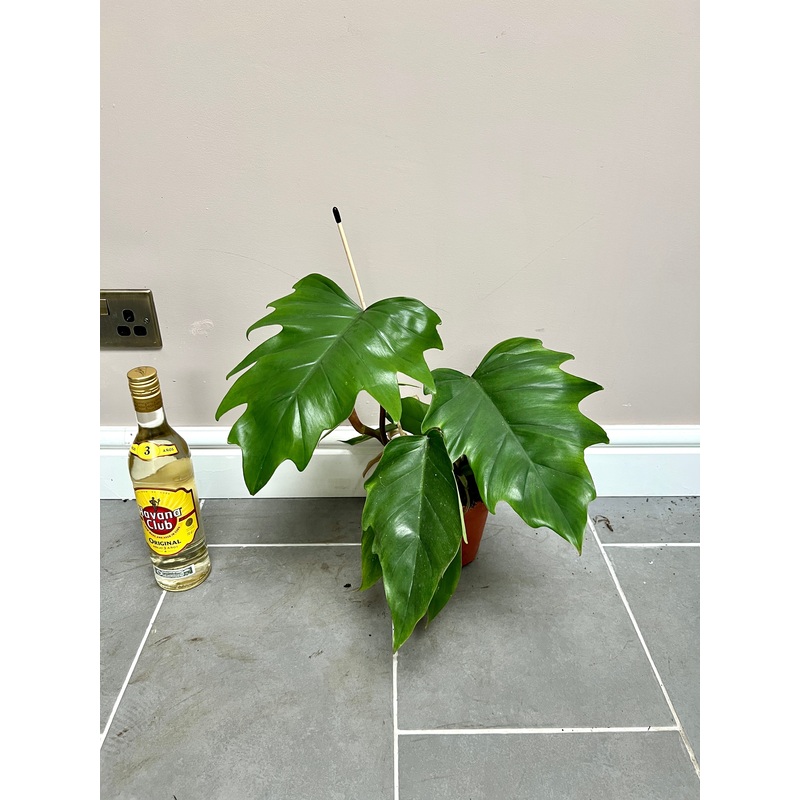 30cm Philodendron Mayoi