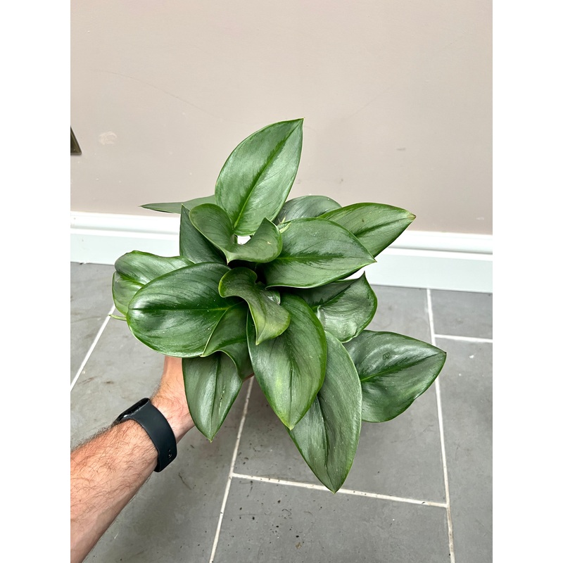 30cm Scindapsus Moonlight